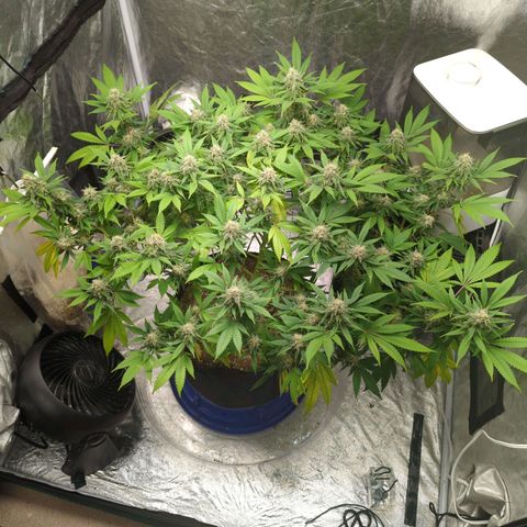 Critical Widow growlog timeline photo
