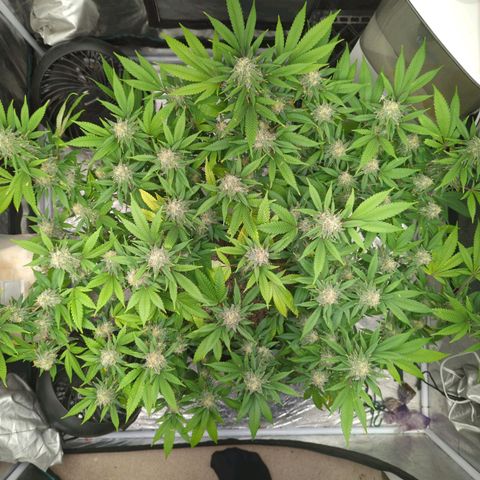Critical Widow growlog timeline photo