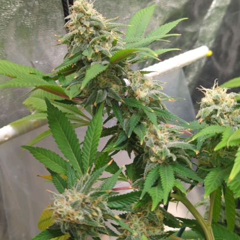 Critical Widow growlog timeline photo