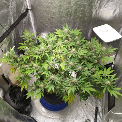 Critical Widow growlog timeline photo