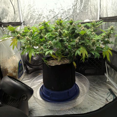 Critical Widow growlog timeline photo