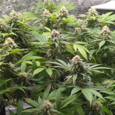 Critical Widow growlog timeline photo