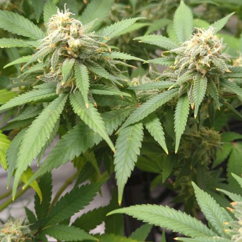 Critical Widow growlog timeline photo