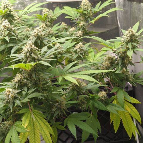 Critical Widow growlog timeline photo