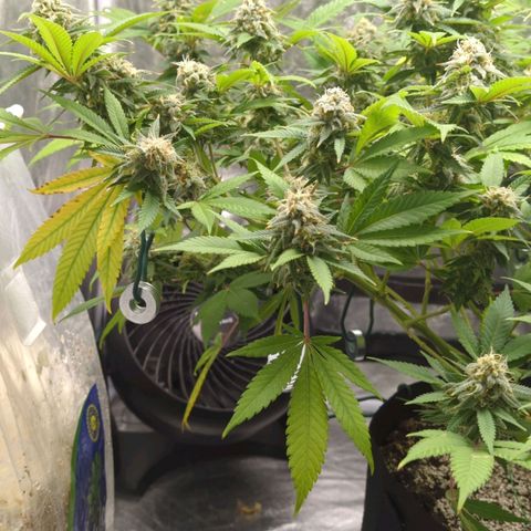 Critical Widow growlog timeline photo