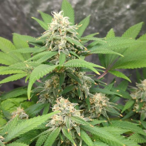Critical Widow growlog timeline photo