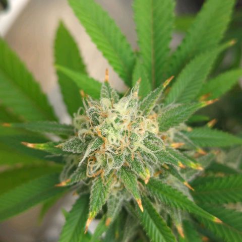 Critical Widow growlog timeline photo