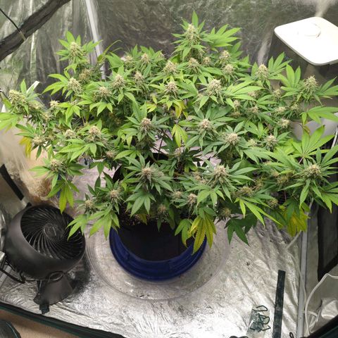 Critical Widow growlog timeline photo