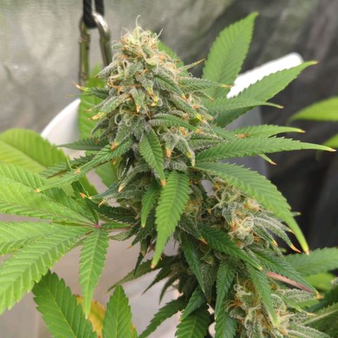 Critical Widow growlog timeline photo