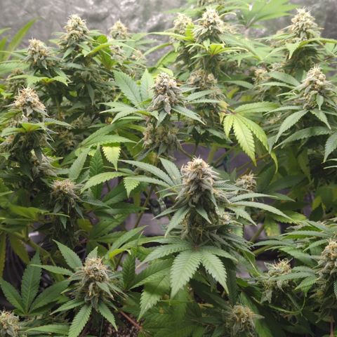 Critical Widow growlog timeline photo