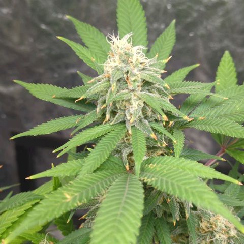 Critical Widow growlog timeline photo
