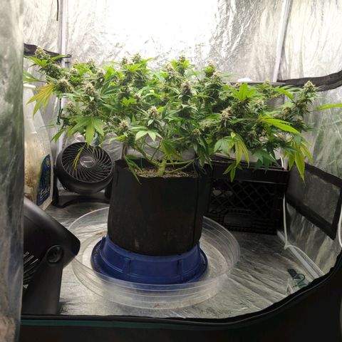 Critical Widow growlog timeline photo