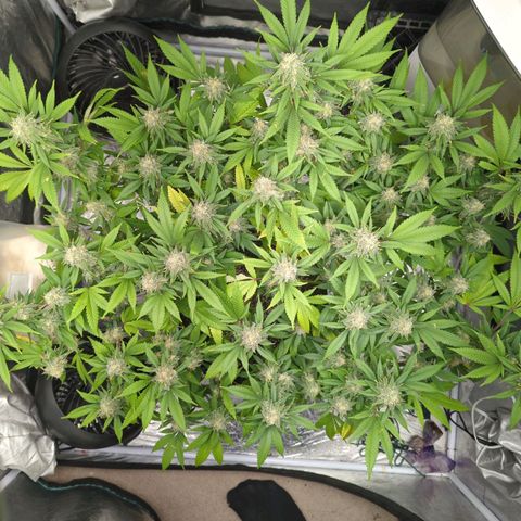 Critical Widow growlog timeline photo