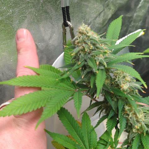 Critical Widow growlog timeline photo