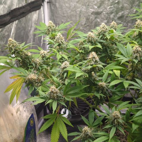 Critical Widow growlog timeline photo