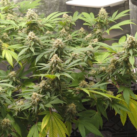 Critical Widow growlog timeline photo