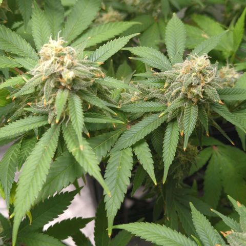 Critical Widow growlog timeline photo