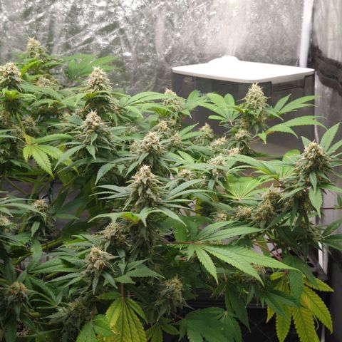 Critical Widow growlog timeline photo