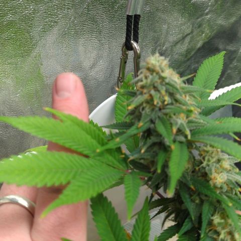 Critical Widow growlog timeline photo