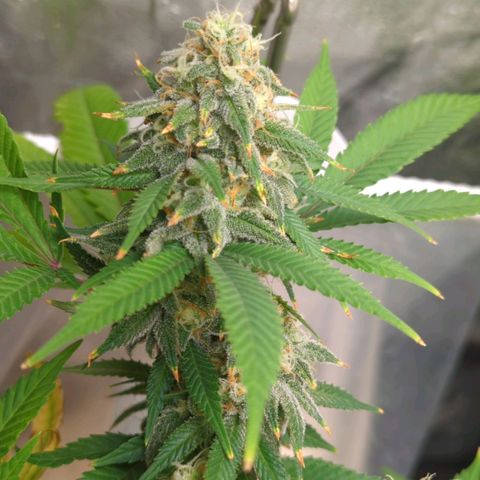 Critical Widow growlog timeline photo