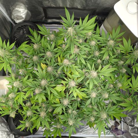 Critical Widow growlog timeline photo