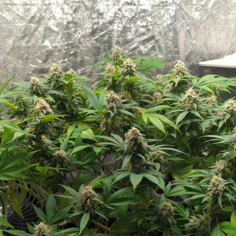 Critical Widow growlog timeline photo