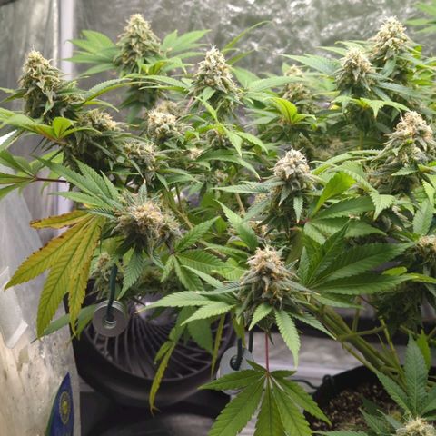 Critical Widow growlog timeline photo