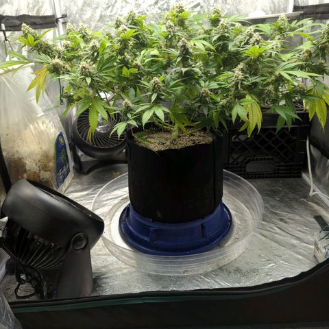 Critical Widow growlog timeline photo