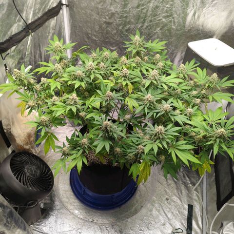 Critical Widow growlog timeline photo