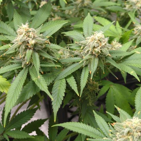 Critical Widow growlog timeline photo