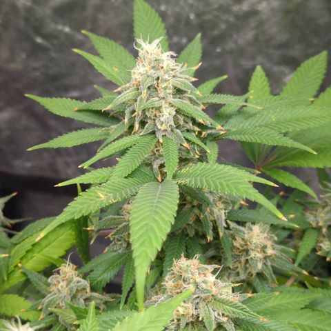 Critical Widow growlog timeline photo