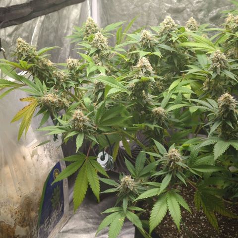 Critical Widow growlog timeline photo