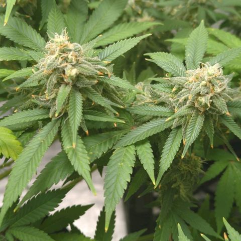 Critical Widow growlog timeline photo