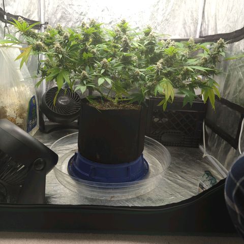 Critical Widow growlog timeline photo