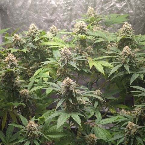 Critical Widow growlog timeline photo