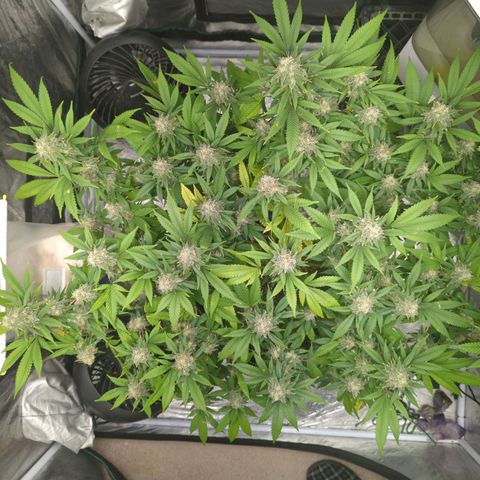 Critical Widow growlog timeline photo