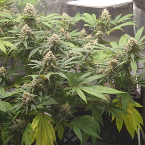 Critical Widow growlog timeline photo