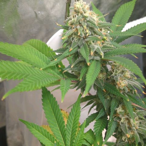 Critical Widow growlog timeline photo