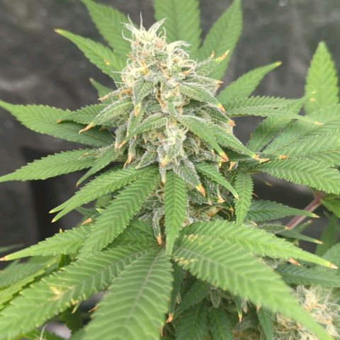 Critical Widow growlog timeline photo