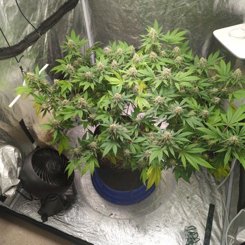 Critical Widow growlog timeline photo