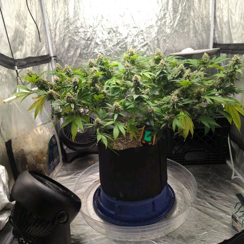 Critical Widow growlog timeline photo