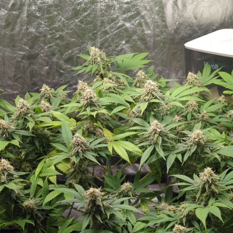 Critical Widow growlog timeline photo