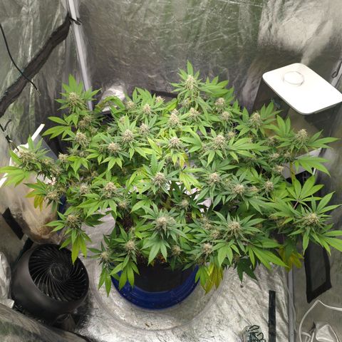 Critical Widow growlog timeline photo