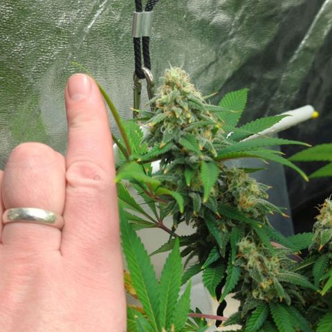 Critical Widow growlog timeline photo