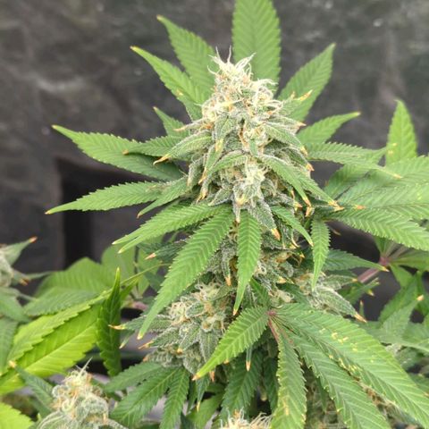 Critical Widow growlog timeline photo