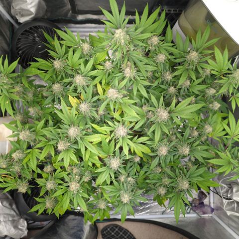 Critical Widow growlog timeline photo