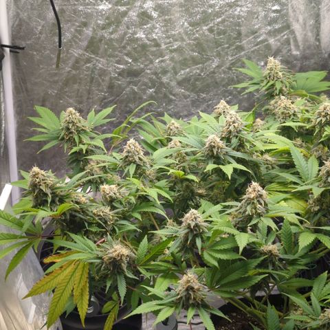 Critical Widow growlog timeline photo