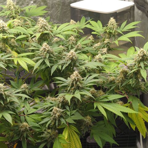 Critical Widow growlog timeline photo