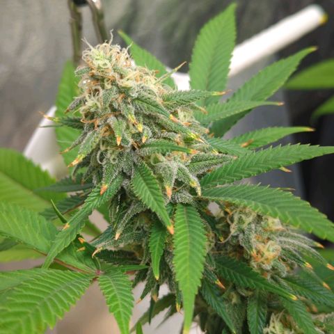 Critical Widow growlog timeline photo