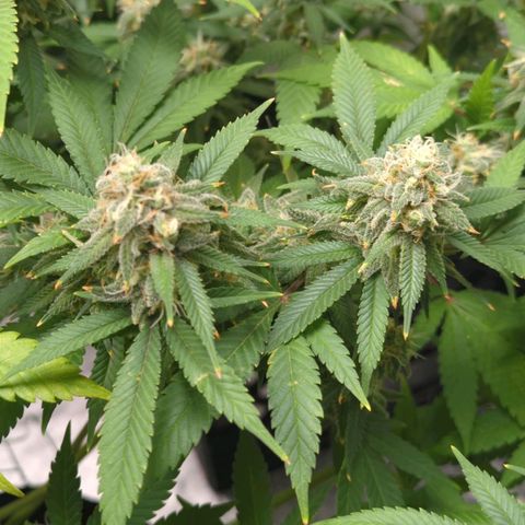 Critical Widow growlog timeline photo